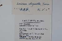 金花忍冬藏品圖，第2張