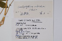 紅毛七藏品圖，第2張