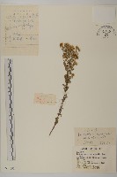 委陵菊藏品圖，第1張