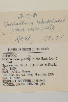 委陵菊藏品圖，第3張