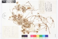 芹葉鐵線蓮藏品圖，第1張