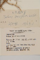 小花鬼針草藏品圖，第3張