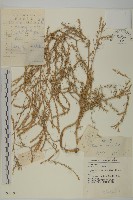 豬毛菜藏品圖，第1張