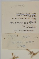 豬毛菜藏品圖，第3張