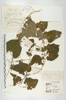 赤瓟藏品圖，第1張