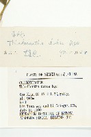 赤瓟藏品圖，第3張