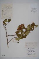 蝟實藏品圖，第1張