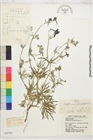 大花飛燕草藏品圖，第1張