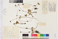 疏齒銀蓮花藏品圖，第1張