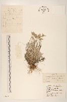 火絨草藏品圖，第1張