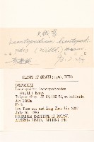 火絨草藏品圖，第3張