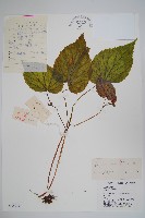 中華秋海棠藏品圖，第1張