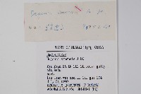 中華秋海棠藏品圖，第2張