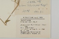 石生蠅子草、山女婁菜藏品圖，第3張