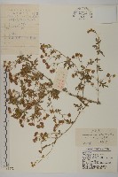 委陵菊藏品圖，第1張