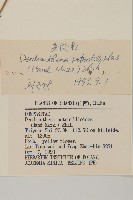 委陵菊藏品圖，第3張