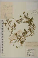 小葉藜藏品圖，第1張