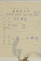 小葉藜藏品圖，第2張