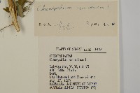 小葉藜藏品圖，第3張