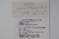 蔥皮忍冬藏品圖，第2張