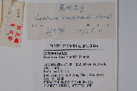 蔥皮忍冬藏品圖，第2張