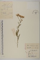 紫菀藏品圖，第1張