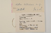 紫菀藏品圖，第3張