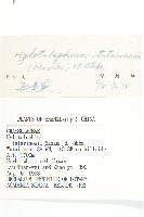 華北景天藏品圖，第3張