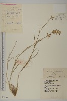 山螞蚱藏品圖，第1張