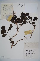 接骨木，木蒴藋藏品圖，第1張