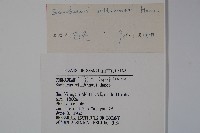 接骨木，木蒴藋藏品圖，第2張