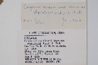 小葉鵝耳櫪藏品圖，第2張