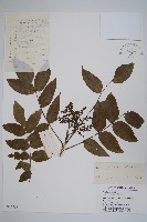 倍子樹藏品圖，第1張