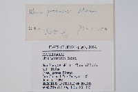 倍子樹藏品圖，第2張