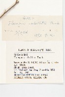 小葉胡頹子藏品圖，第3張