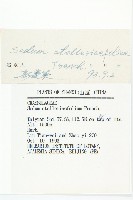 火焰草藏品圖，第3張