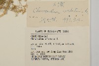 刺藜藏品圖，第3張