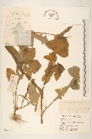 苦滇菜、苦菜藏品圖，第1張