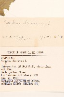 苦滇菜、苦菜藏品圖，第3張