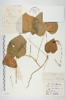 圓葉牽牛藏品圖，第1張