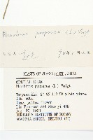 圓葉牽牛藏品圖，第3張