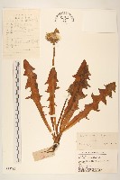 白緣蒲公英藏品圖，第1張