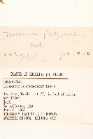 白緣蒲公英藏品圖，第3張