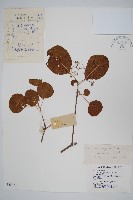 毛黃槴藏品圖，第1張