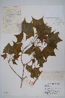 元寶楓, 地錦槭藏品圖，第1張