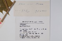 元寶楓, 地錦槭藏品圖，第2張