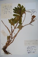 蓮子藨藏品圖，第1張