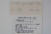 蓮子藨藏品圖，第2張