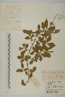 衛矛藏品圖，第1張