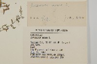 黃花蒿藏品圖，第3張